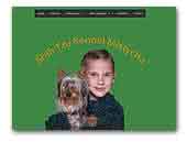 Mustycha kennelAustralian Silky Terrier and Shih Tzu