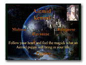 Airmid kennel Havanese, Bolognese, Maltese