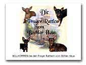 Prager Rattlerzucht vom Böhler Haus