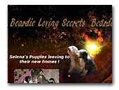 Beardie Loving Secrets