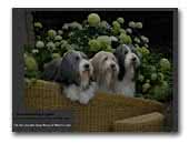 Beardiepassion Bearded Collie
