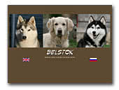 Belstok kennel Siberian Husky &  Golden Retriever