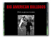 Big American Bulldogs
