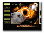 Big Boss Bull English Bulldog