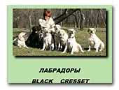 black-cresset.od.ua