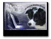 Of Black Mystic River kennel