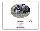 Border collie kennel Ebergizer