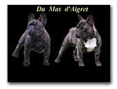 Bouledogue français du mas d'Aigret