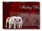 Vivat Ekspressija bulldogs kennel