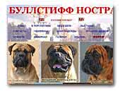 БУЛЛСТИФФ НОСТРА