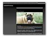 Bullmastiff from Bonomiella Kennel