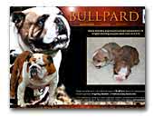 BullPard English Bulldog and French Bulldog kennel