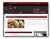 Canisa Fluffy Angel Bolognese Kennel