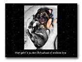 Chihuahuas of endless love
