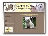 Cupido Havanese