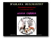 Bullmastiff D'Aslaya