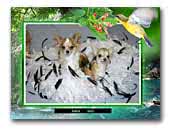 Dog Colibri Chihuahua