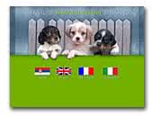 Kennel of Epagneul Breton Od Pantica
