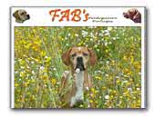 Fabs 
