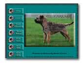 Glencarraig Border Terriers and Tibetan Spaniels