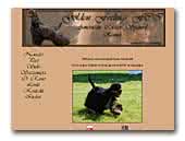 Golden Feelings FCI American Cocker Spaniel Kennel