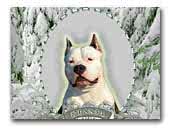 Grand Staff kennel of American Staffordshire terrier