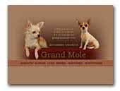 Grand Mole