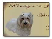 Kiraya's Joy  Havanese Kennel
