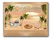 Havaneser Star of Havanna