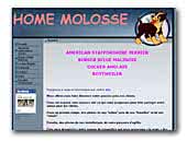 Elevage d'american staff - Du Home Molosse