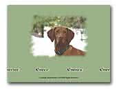 Aranyvadasz Kennel