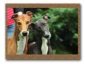 Imladris Greyhounds