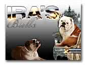 Ira's Bulls English Bulldog