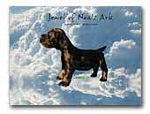 Jewel of Noa's Ark english cocker spaniel kennel