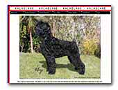 Kalaslane Black Russian Terrier