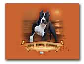 American Staffordshire Terrier kennel Komblues