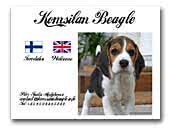 Komsilan Beagle Kennel
