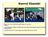Newfoundlandshunder Kennel Ebenaki