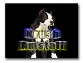Krush Kennel American Staffordshire Terrier