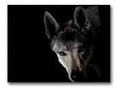 Kvepia Pelynais Czechoslovakian wolfdogs