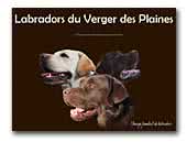 Labradors du Verger des Plaines
