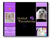 Facadavic Malteses