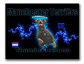 Manchester Terrier Kennel Thunderdragon
