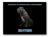 Mastino Dell Montenegro Mastino Napoletano Kennel