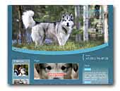 Alaskan malamute Wild Wind