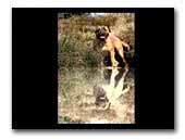 Mijadora Bullmastiff