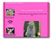 CHS Z Fragadamu Chinese Crested Dog & American Hairless Terrier