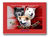 Akita Inu of Neko-Ken