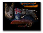 Of Australian Rebels Cattle dog