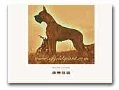 Of Gold Giant Great Dane Kennel
